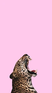 Leopard wallpaper hd