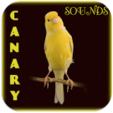 Canary Bird Singing icon