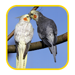 Cover Image of Download Cocktail Bird Wallpaper  APK