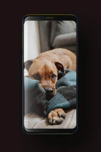 Android application Dog Wallpaper HD, GIF screenshort