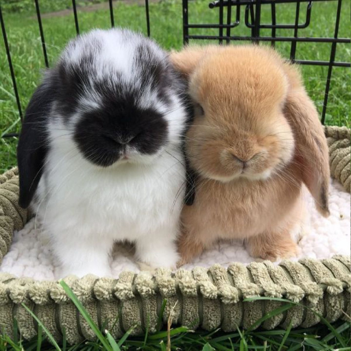 Cute Rabbit Wallpaper HD logo