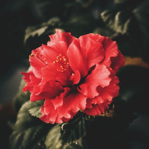 Dark Flower Wallpaper