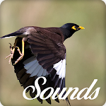Cover Image of Download Myna Bird Song Sounds and Ringtone Audio 4.0.0 APK
