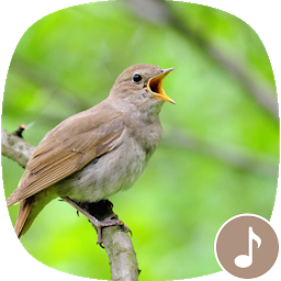 Icon image Appp.io - Nightingale bird song