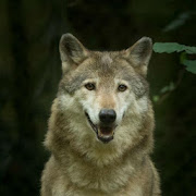 Wolves. Wallpapers of wolves.