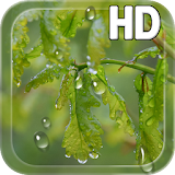 Drops Leaves LWP Free icon
