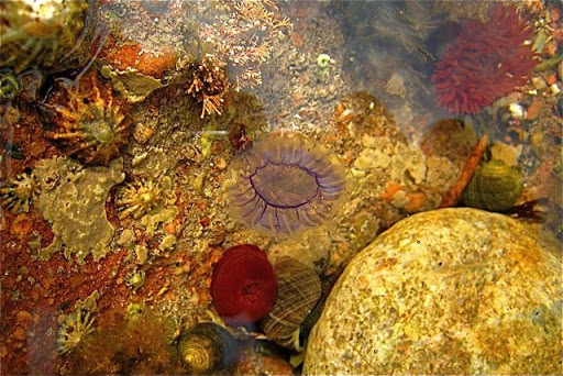 Coral Flower Wallpaper