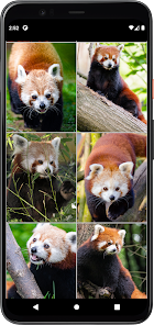 Imágen 6 Fondos de Panda Rojo android