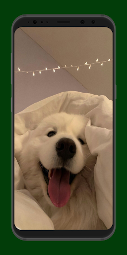 Android application puppy wallpaper screenshort