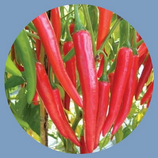 how to grow red peppers logo