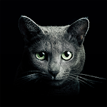 Cover Image of ดาวน์โหลด หาแมว 5.9 APK