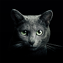 应用程序下载 Find a Cat 安装 最新 APK 下载程序