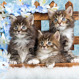 Funny Cats Wallpapers Theme HD icon