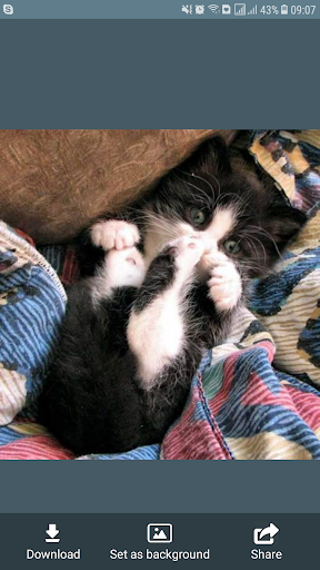 Cat Images Screen 3