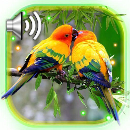 Love Birds Live Wallpaper