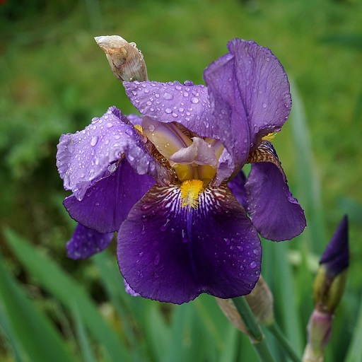 Iris Flower Wallpapers logo