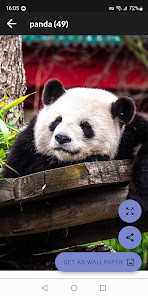 Imágen 2 Pandas Fondos de Pantalla android