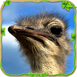 Furious Ostrich Simulator icon