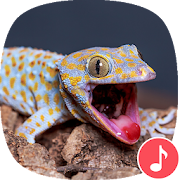 Appp.io - Gecko Sounds