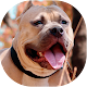 Pitbull Dog Wallpaper Download on Windows