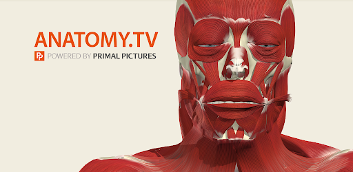 Primal's 3D Shoulder & Arm