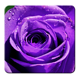 Purple Rose Wallpapers icon