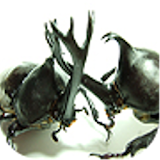 Beetle Wars icon