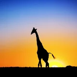 3D Giraffe sunset icon