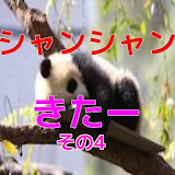 パンダの子供（シャンシャン）動画04 icon