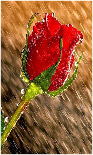 Beautiful Rain Wallpapers Screen 2