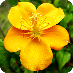 Cover Image of Download Floramations Oracle Cards  APK