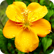 Floramations Oracle Cards - Androidアプリ