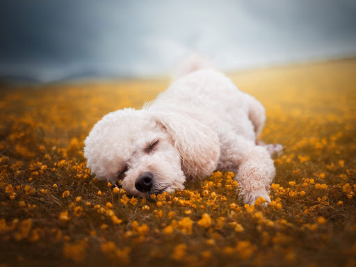 Poodle Dog Wallpaper HD Screen 3