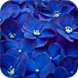 Blue flowers.Live wallpaper icon