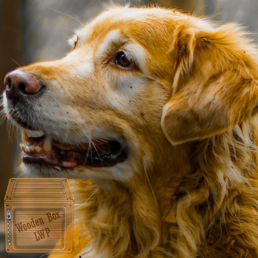 ゴールデンレトリバーの壁紙 遊び心のある犬 Google Play のアプリ