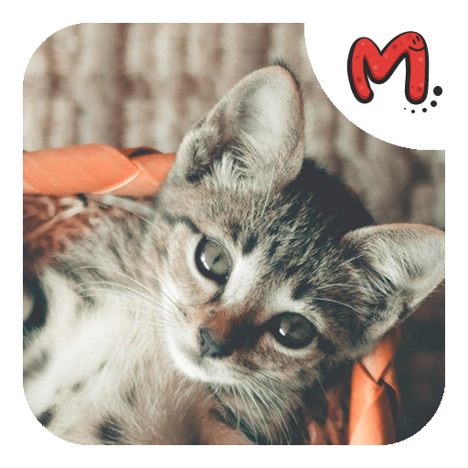 Animales: Sonidos e Imágenes logo