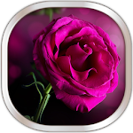 Cover Image of डाउनलोड Pink Rose Live Wallpaper 22.0 APK
