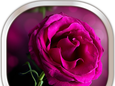 [最も選択された] ピンク 待ち受け 薔薇 壁紙 おしゃれ 155996