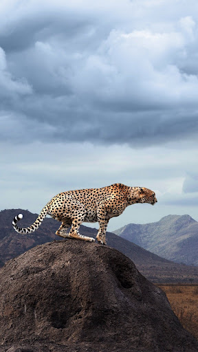 Cheetah Wallpapers Screen 3