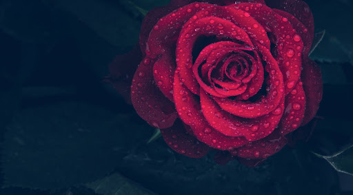 Android application Red Rose Wallpaper HD screenshort
