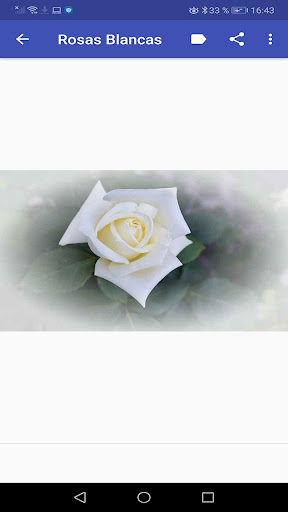 Rosas Hermosas para tí