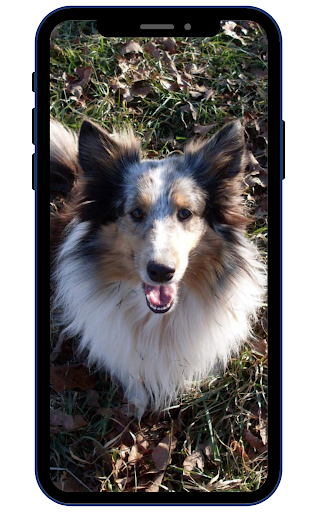 Shetland sheepdog Wallpapers Screen 3