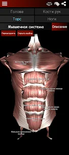 мышечная система в 3D анатомия