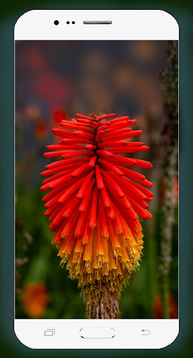 Red Flower Wallpaper