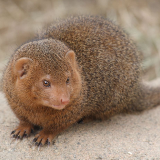 Mongoose Sounds Download on Windows