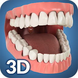Immagine dell'icona Dental Anatomy Pro.