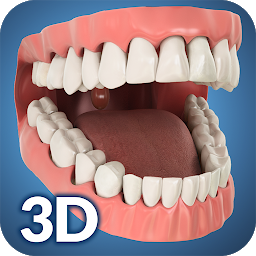 Dental Anatomy Pro.: imaxe da icona