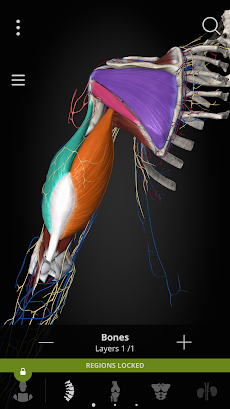 Anatomyka - 3D Anatomy Atlasのおすすめ画像4
