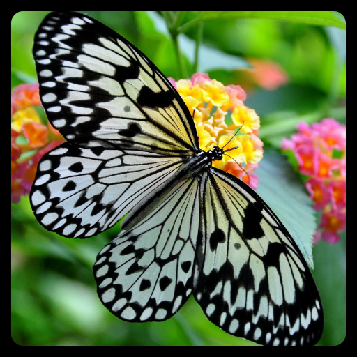 Fondos de Pantalla Mariposas. logo