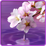 Water Drop. Flowers and Leaves icon